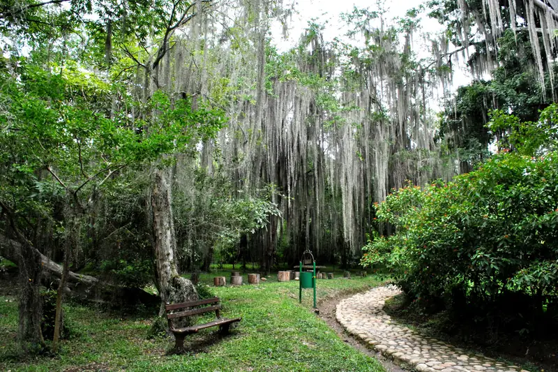 Sendero empedrado entre árboles cubiertos de musgo en el Parque El Gallineral, San Gil
